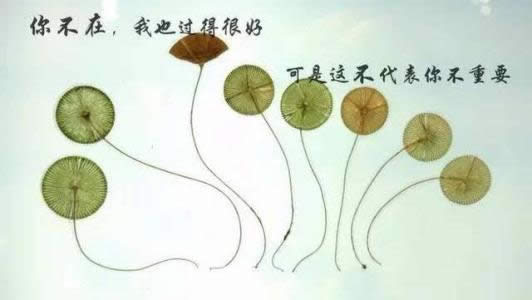 ΢������Ȧ�簲���Z�DƬ