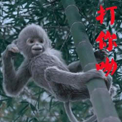 青云志小灰表情包 青云志小灰表情包