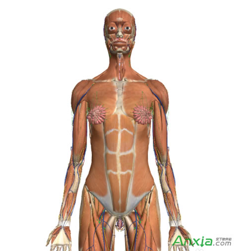 谷歌,谷歌人體瀏覽器,谷歌人體瀏覽器怎么用