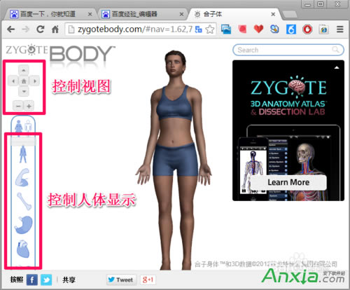 谷歌,谷歌人體瀏覽器,谷歌人體瀏覽器怎么用