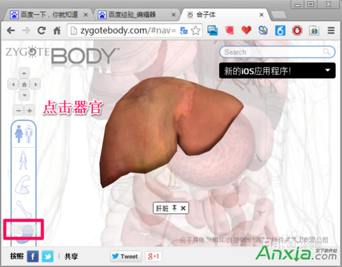 谷歌,谷歌人體瀏覽器,谷歌人體瀏覽器怎么用