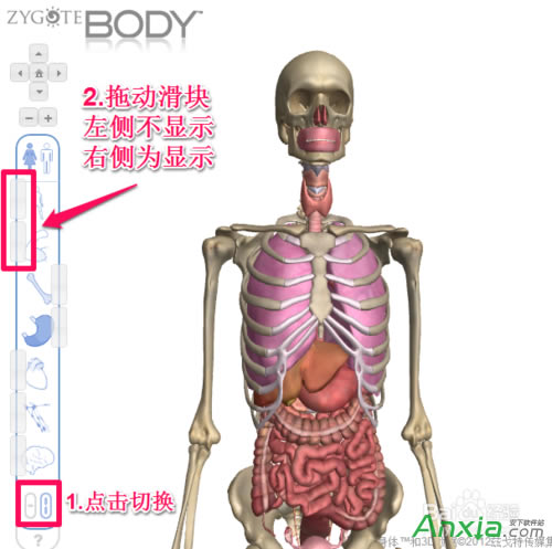 谷歌,谷歌人體瀏覽器,谷歌人體瀏覽器怎么用