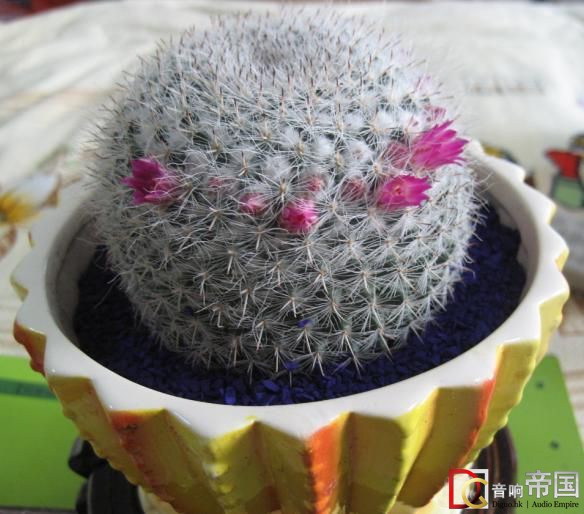 �ŷN��ֹ��Xϵ�yݗ�䷽���̳�