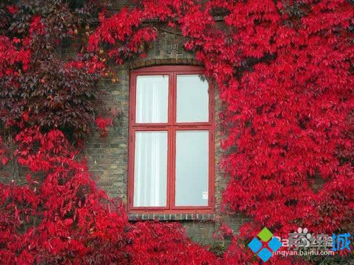 win8如何快速調(diào)整圖片大小 win8如何快速調(diào)整圖片大小